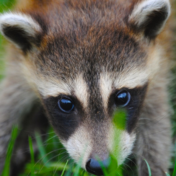 woodland critter, raccoon