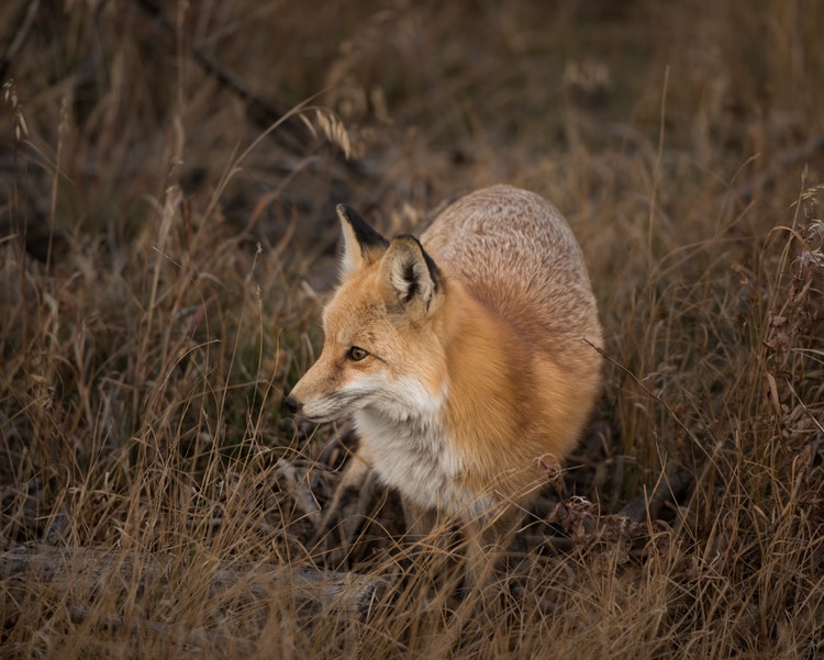 A fox
